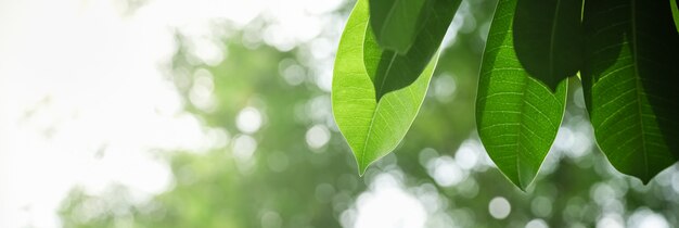 Close up of nature view green leaf on blurred greenery background under sunlight with bokeh and copy space background natural plants landscape, ecology cover concept.