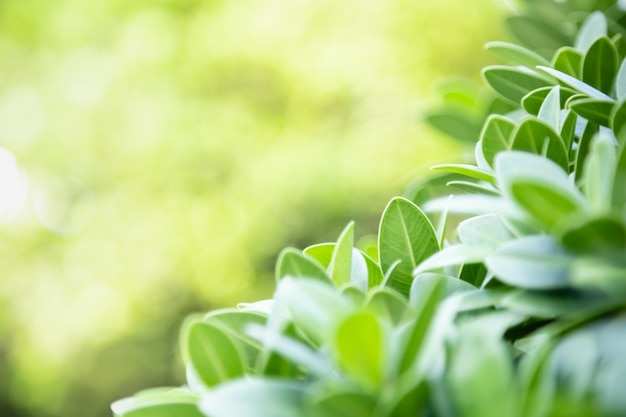 Close up of nature view green leaf on blurred greenery background under sunlight with bokeh and copy space background natural plants landscape, 