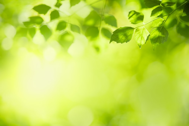 Close up of nature view green leaf on blurred greenery background under sunlight with bokeh and copy space using as background natural plants landscape