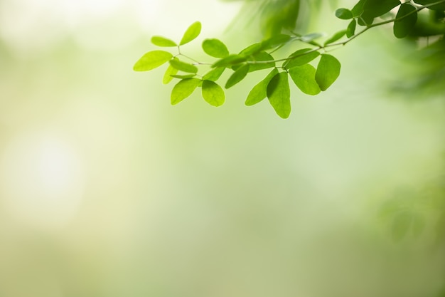 Close up of nature view green leaf on blurred greenery background under sunlight with bokeh and copy space using as background natural plants landscape