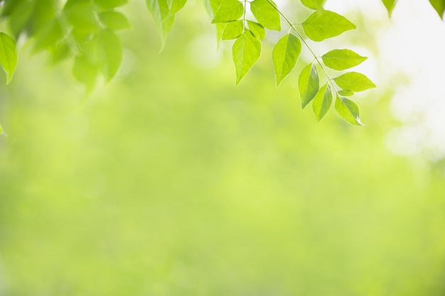 Close up on nature view of green leaf on blurred greenery background