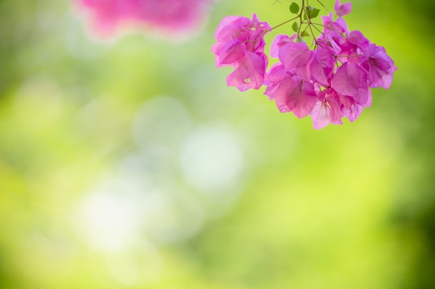 Close up of nature view pink Bougainvillea on blurred greenery background under sunlight with bokeh and copy space using as background natural plants landscape