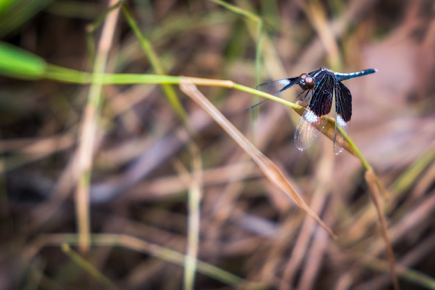 Close up of Neurothemis tullia,Pied Paddy Skimmer Dragonfly on green grass. 