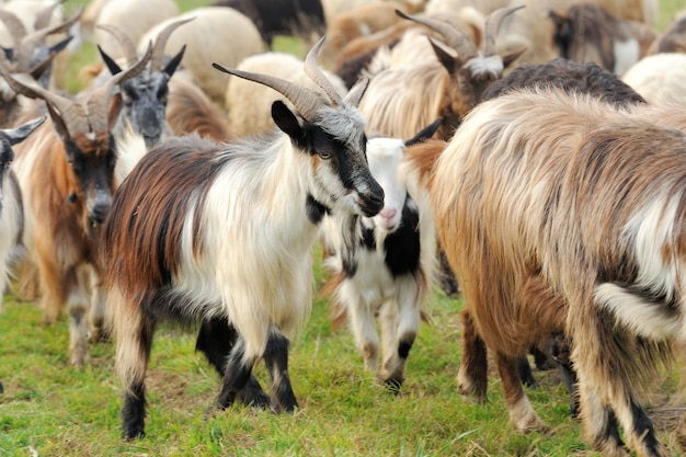 Close-up nobody goat in mountain. Autumn season