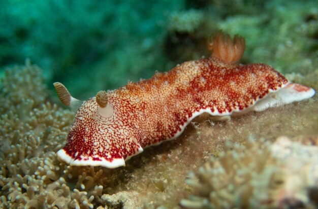 Photo close-up of nudibranch