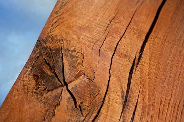 Close up of oak wood of a trunk in the forest