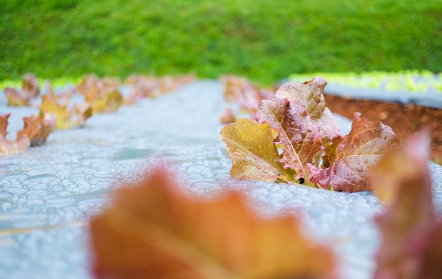 Close up of oakleaf, fresh organic vegetable for agricultural design