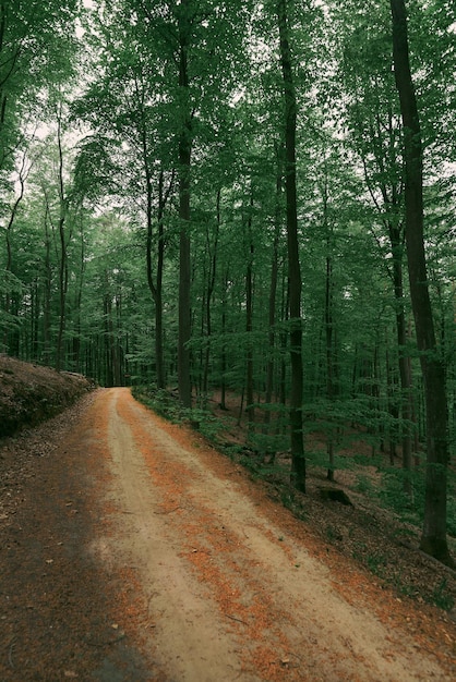 A close up of and offroad forest pathway with blurred background in summer Concept photo of summer adventures in woods