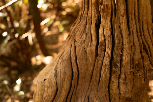 Close up of old trunk with cracks