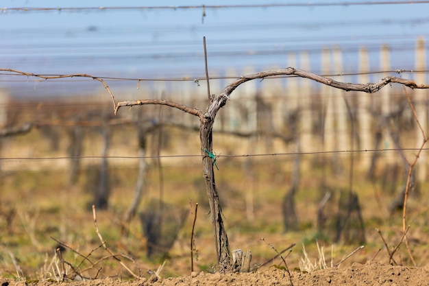 Close up of old vineyard at a spring time ready for new season wine concept