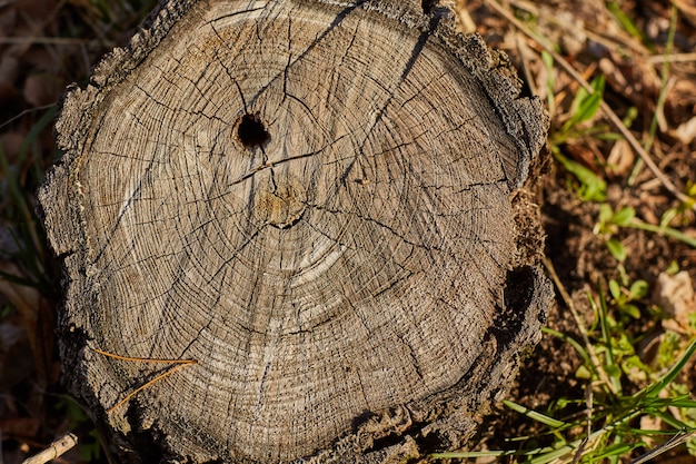 close up old wood texture for background.