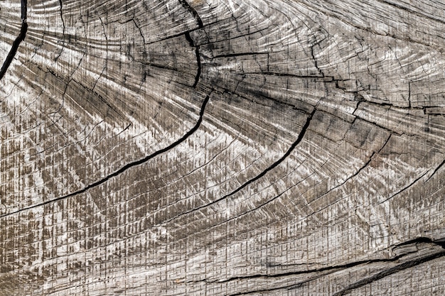 Close-up of old wood texture