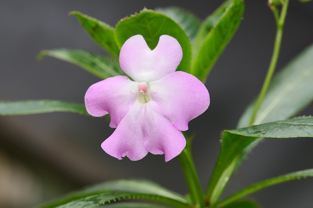 Photo close up of an olivers touch me not flower in bloom