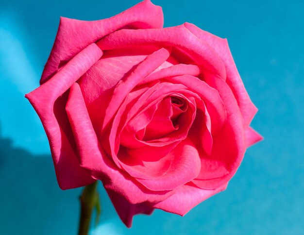 Close up of one beautiful pink rose on light blue background