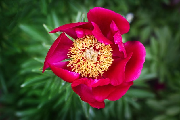 Close-up of one purple blooming peony in spring garden.