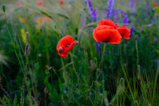 Close up  one red poppy flower grows in the field