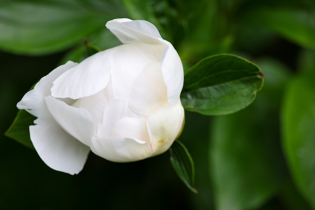 Close up one white peony flowerhead new bud opening petals over green background