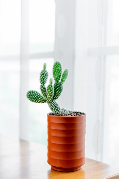 Close up opuntia microdasys albispina cactus in ceramic pot on table