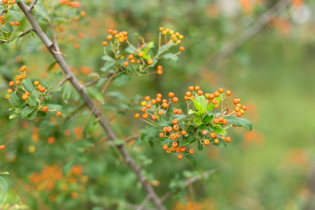 Close up orange berries on green leaves defocused background