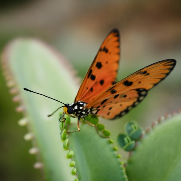 Close-up of orange butterfly on plant