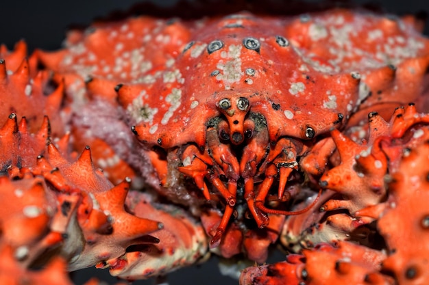 Photo close-up of orange crab in freezer