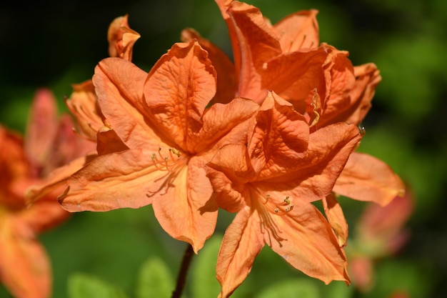 Photo close-up of orange flower