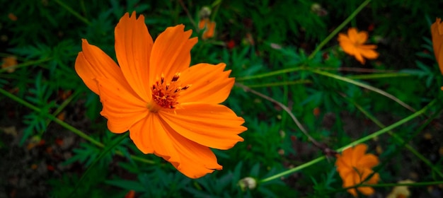 A close up of a orange flower