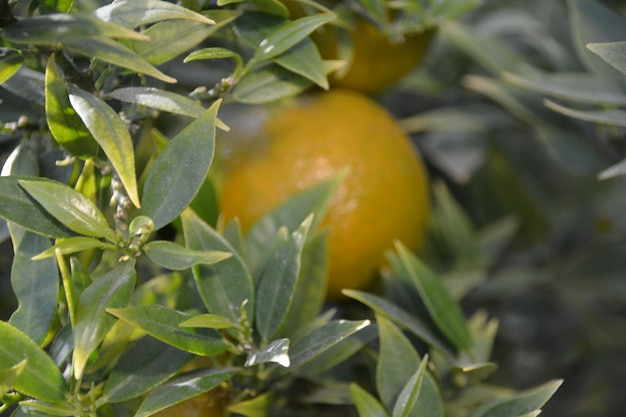 Close-up of orange fruit on tree