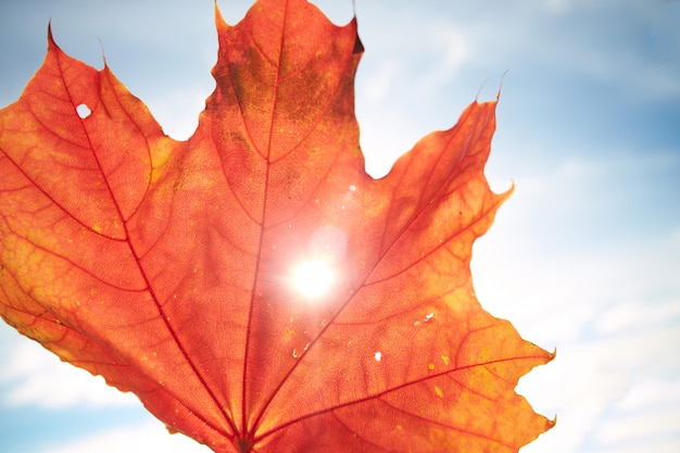 Close-up of orange maple leaf in sunlight against blue sky. Autumn time.