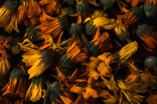 Close up orange marigold flowers Healing herbs Plucked petals of calendula