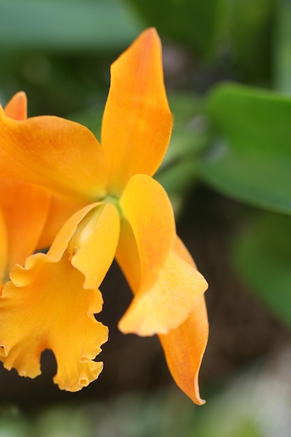 A close up of an orange orchid flower