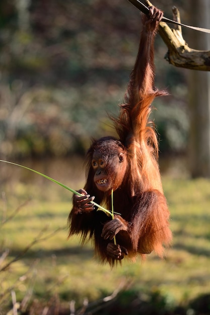 Photo close-up of orangutan on branch