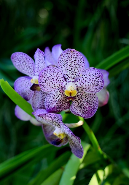 Close Up Of A Orchid Flower Beautiful Of Nature