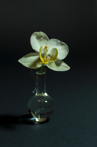 Close-up of an orchid. Flower in a small glass bottle