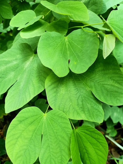 A close up of orchid tree plant