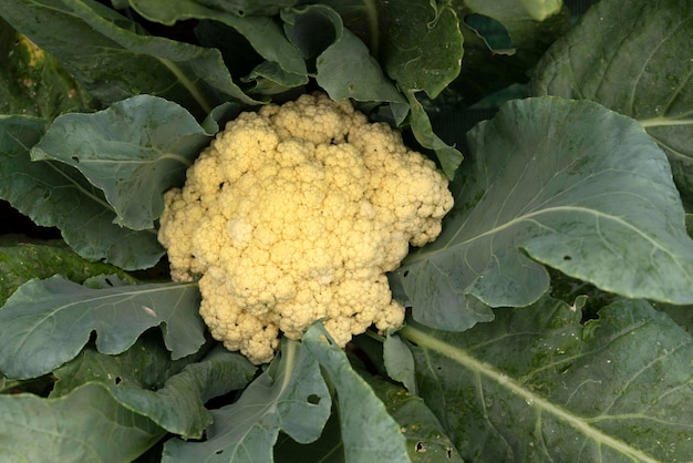 Close up of organic CauliflowerCauliflower is one of several vegetables