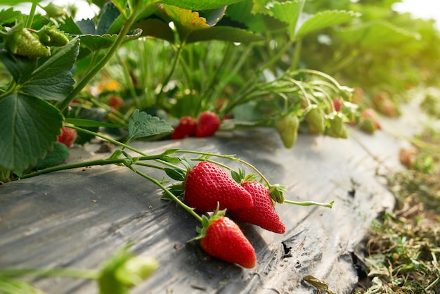 Close up of organic strawberries growing at greenhouse