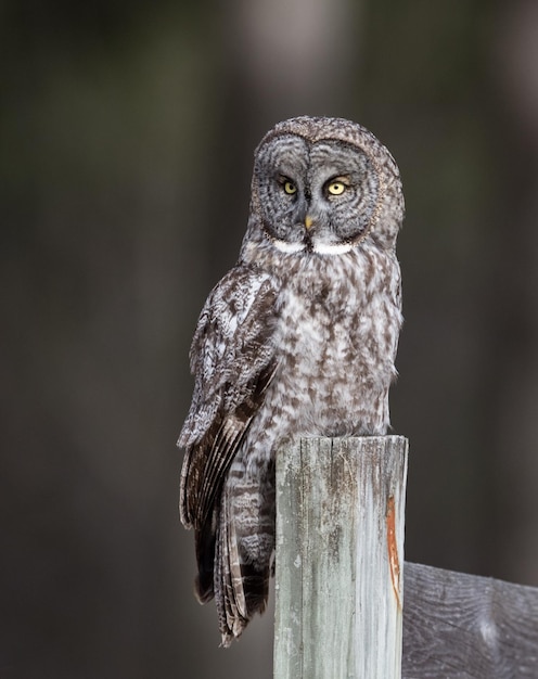 Close-up of owl perching outdoors