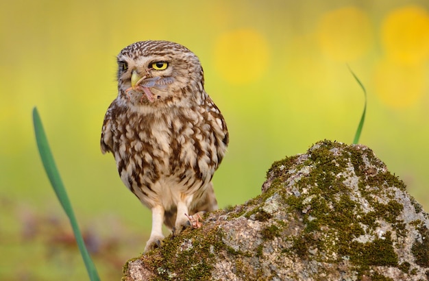 Close-up of owl perching on rock