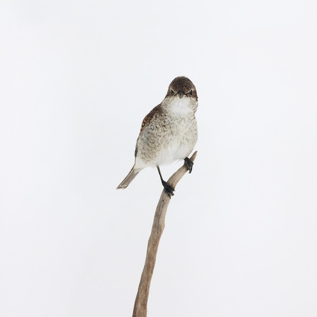 Photo close-up of owl perching on white against clear sky