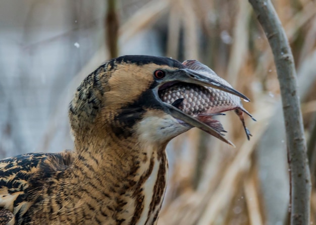 Photo close-up of owl