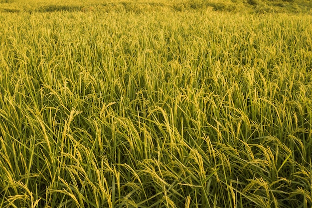  Close Up Paddy rice field