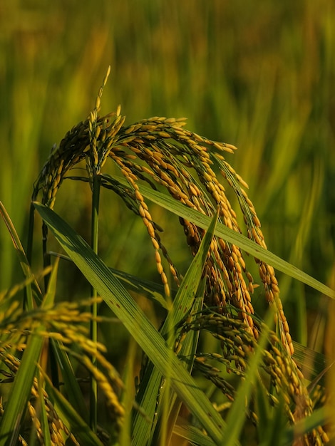 close up of paddy rice plant