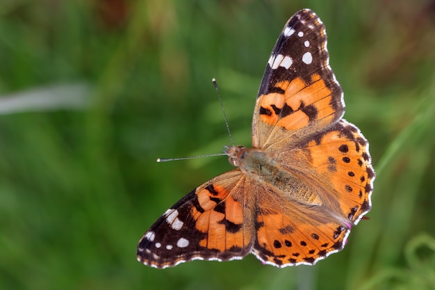 Close-up of a Painted Lady (Vanessa cardui) butterfly