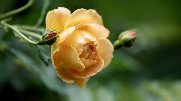 Close-Up Of Pale Yellow Rose Blooming In Autumn Garden