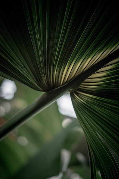 Photo close-up of palm leaf