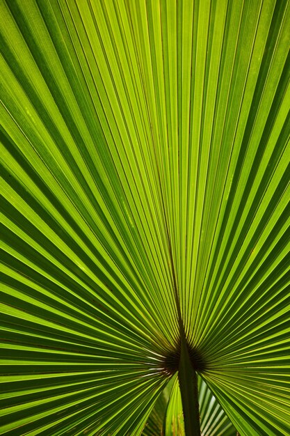 Photo close-up of palm leaf