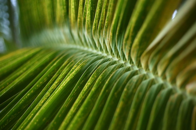 Photo close-up of palm leaf