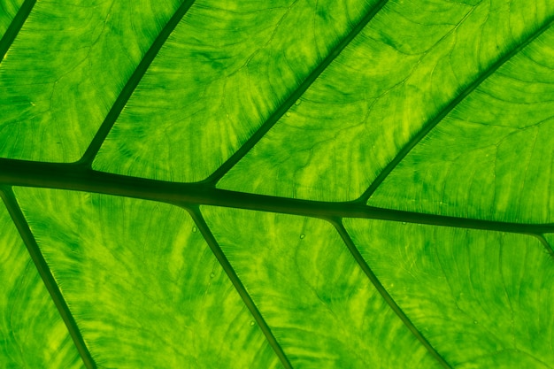 Close up of palm leave in the Palm House 