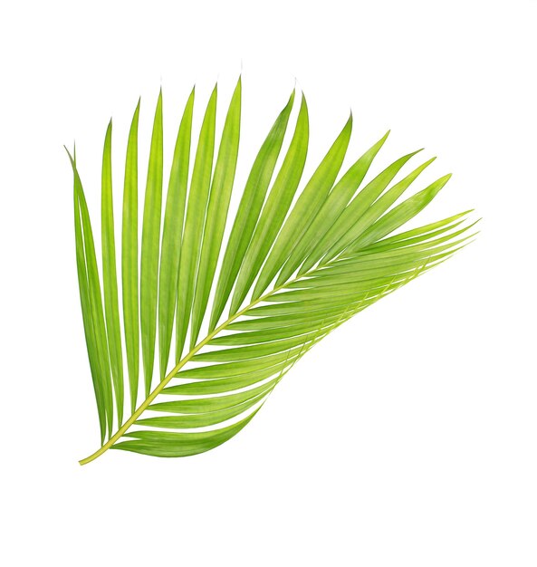 Close-up of palm leaves against white background